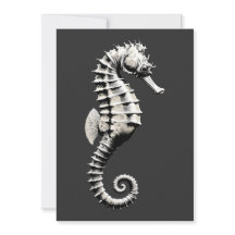Caballito de mar