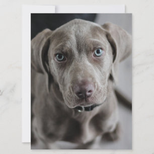 Invitación cachorro weimaraner
