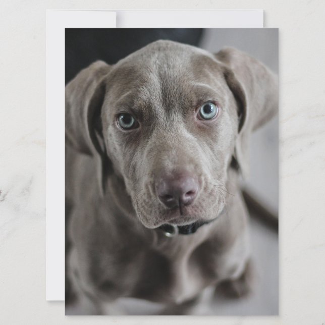 Invitación cachorro weimaraner (Anverso)