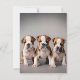 Invitación Cachorros Bulldog Adorables Regalo para Amantes