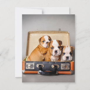 Invitación Cachorros Bulldog Preciosos Amante de los Perros