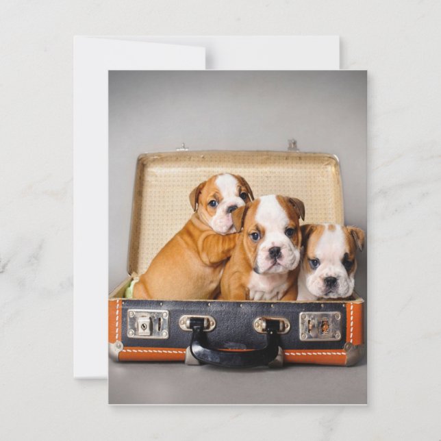 Invitación Cachorros Bulldog Preciosos | Amante de los Perros (Anverso)