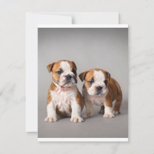 Invitación Cachorros de Bulldog Inglés   Pareja de Bulldog Ad