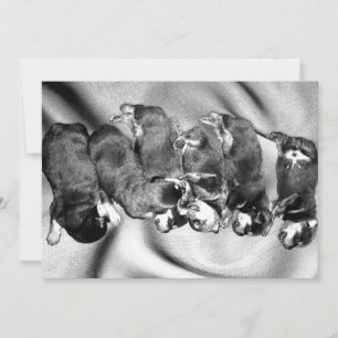 Invitación cachorros de rottweiler dormilón