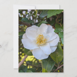 Invitación Camelia blanca florece en la luz de la mañana