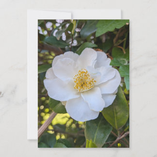 Invitación Camelia blanca florece en la luz de la mañana