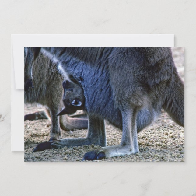 Invitación Canguro bebé en la bolsa de la madre - Australia (Anverso)