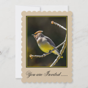 Invitación Cedar Waxwing Songbird Foto original de ave silves