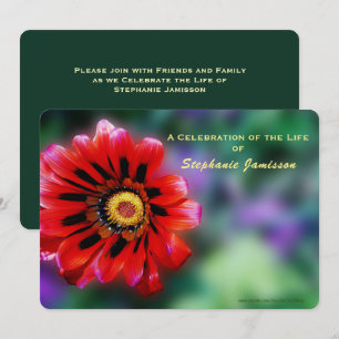 Invitación Celebración de la vida, Vivid Red Flower Gazania