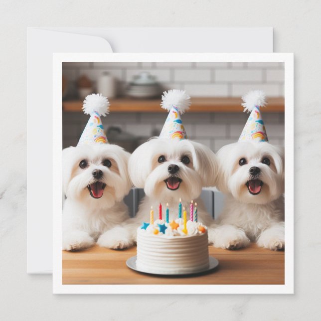 Invitación Celebración del cumpleaños maltés, perro maltés (Anverso)