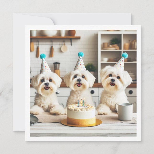 Invitación Celebración del cumpleaños maltés, perro maltés (Anverso)