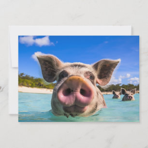 Invitación Cerdo nadador lindo Exuma Bahamas