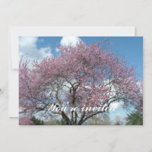 cerezo floreciendo en primavera