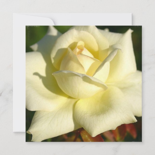 Invitación color de rosa de marfil (Anverso)