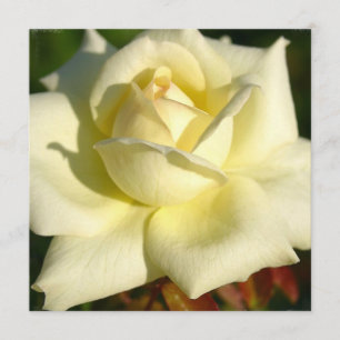 Invitación color de rosa de marfil