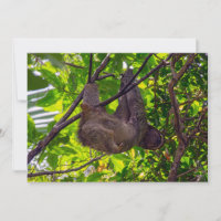 Costa Rica - Feliz Lazy Sloth, Antonio Manuel NP