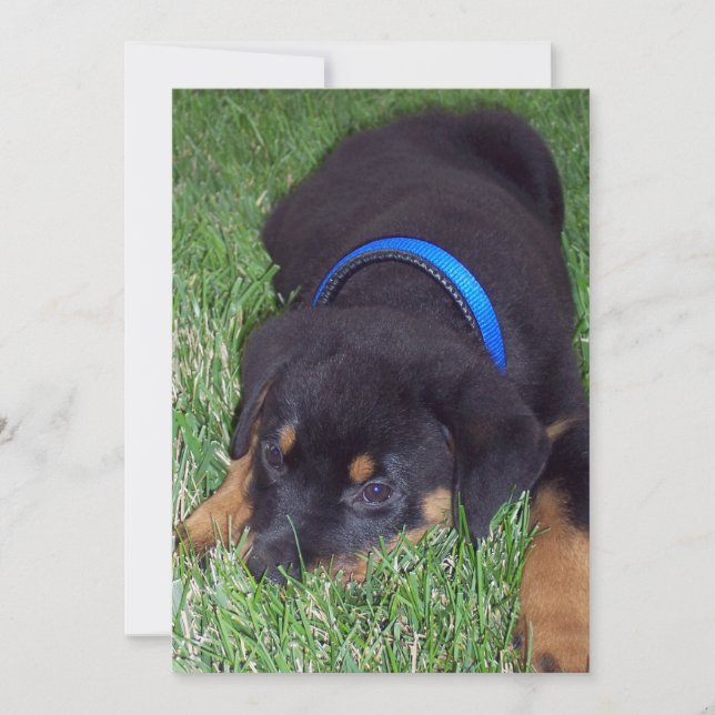 Invitación crías de rottweiler (Anverso)