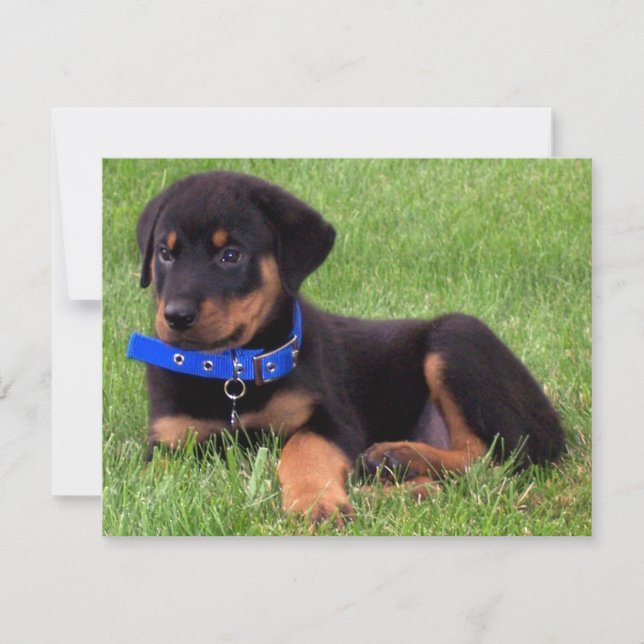 Invitación crías de rottweiler (Anverso)