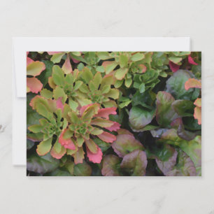 Invitación Cubiertas de jardín