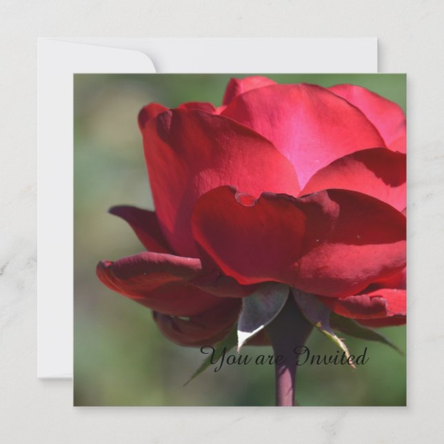 Invitación Cumpleaños de la Rosa Roja (Anverso)