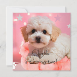 Invitación Cumpleaños Perro Fiesta Vamos a la Fiesta 