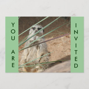 Invitación Cute Meerkat