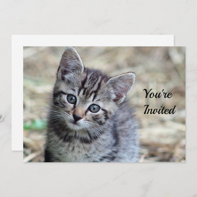 Invitación Cute Tabby Kitten Photo Birday (Anverso / Reverso)
