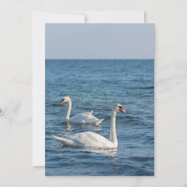 Invitación Cygnus cisne blanco (Anverso)