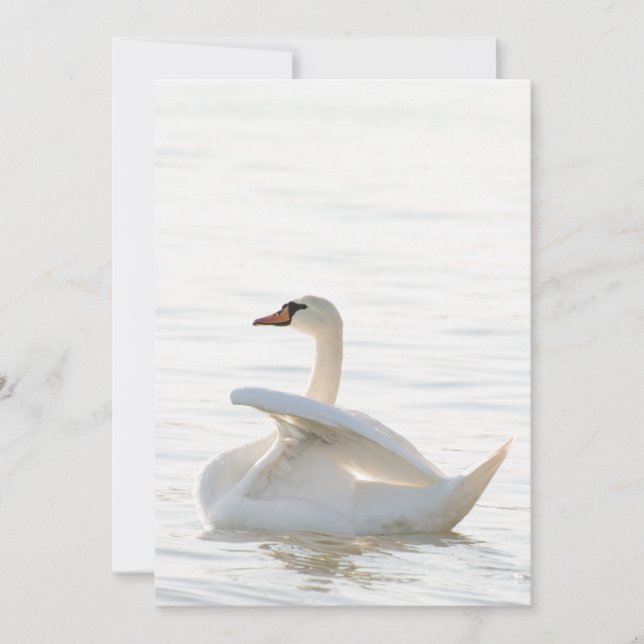 Invitación Cygnus cisne blanco (Anverso)