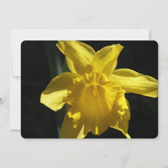 Invitación Daffodil perfecto (Anverso)