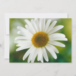 Invitación Daisy de Oxeye blanco - Leucanthemum vulgare