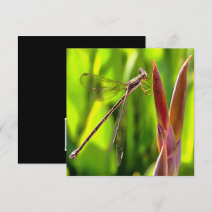 Invitación Damselfly Balanceado En Cabeza De Flor