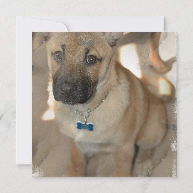 Invitación de Akita Puppy (Anverso)