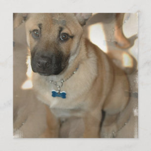 Invitación de Akita Puppy