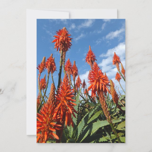 Invitación de Aloe Arborescens, personalizar (Anverso)