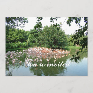 invitación de bandada de flamencos