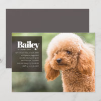 Invitación de cumpleaños a la foto de perro porcin
