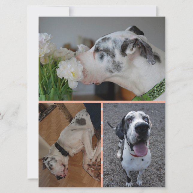Invitación de cumpleaños de Gran Danés con 3 fotos (Reverso)