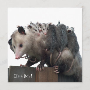 Invitación de foto de nacimiento de Mama Possum
