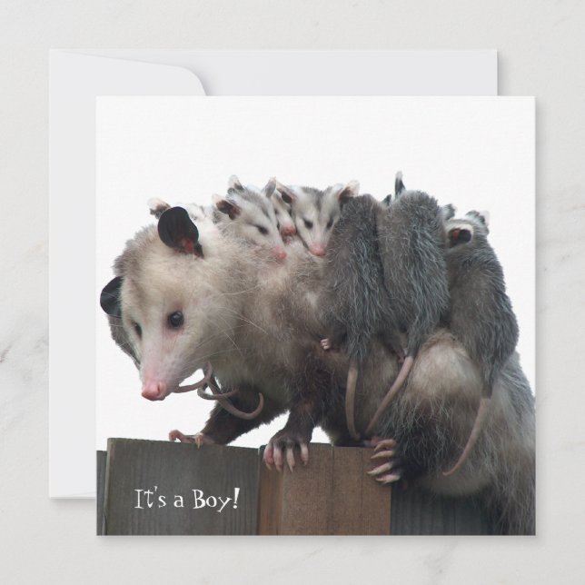 Invitación de foto de nacimiento de Mama Possum (Anverso)