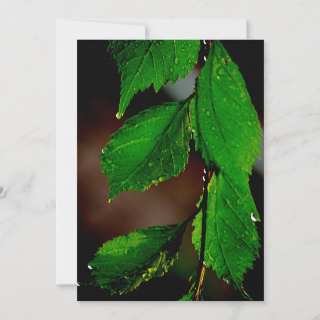 Invitación de hojas de árbol de almendro (Anverso)