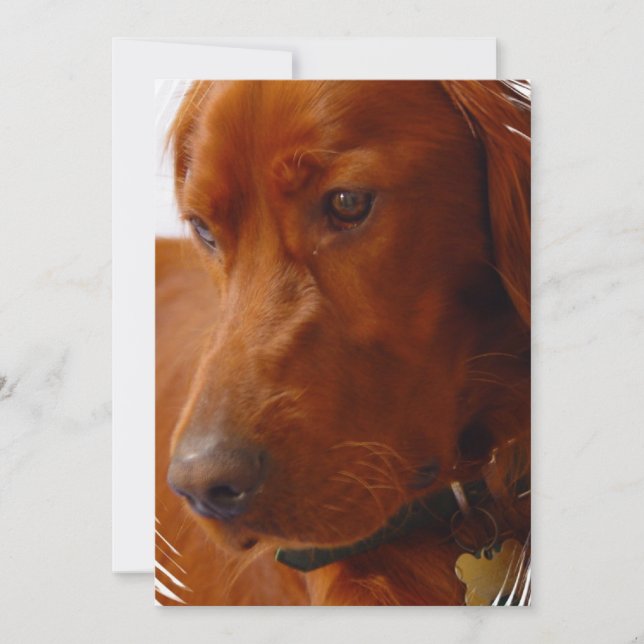 Invitación de Irish Setter (Anverso)