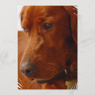 Invitación de Irish Setter