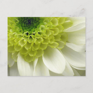 Invitación de la cal