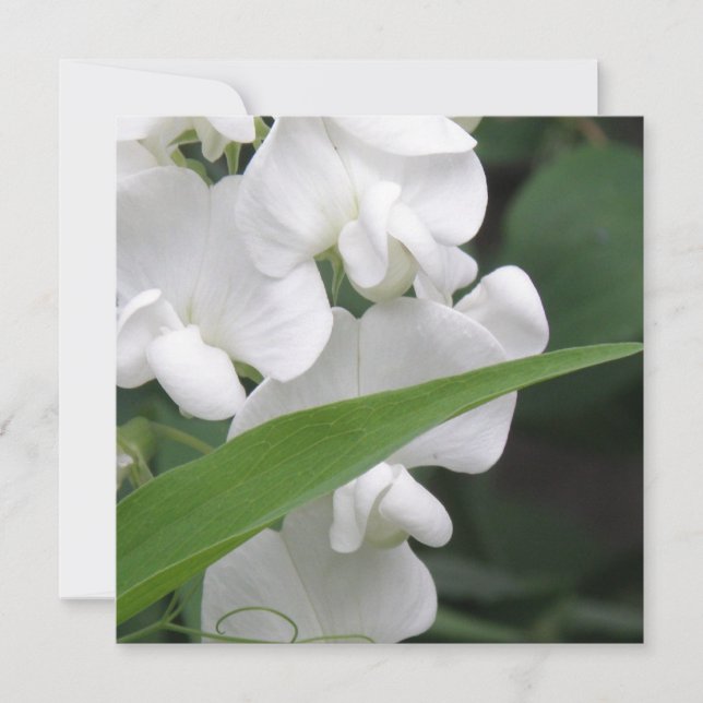 Invitación de la flor del guisante de olor (Anverso)