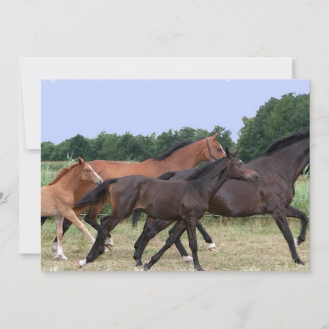 Invitación de los caballos salvajes (Anverso)