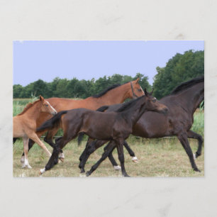 Invitación de los caballos salvajes