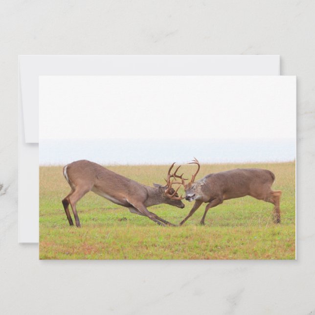 Invitación de los ciervos que lucha (Anverso)