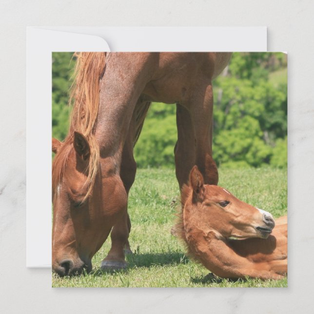 Invitación de mare y colt (Anverso)