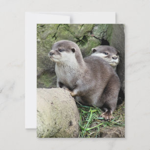 INVITACIÓN DE OTTERS
